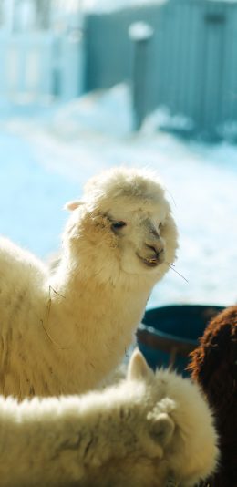 [2436x1125]草泥马 羊驼 养殖 圈养 苹果手机壁纸图片