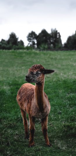 [2436x1125]草泥马 羊驼 草地 草原 苹果手机壁纸图片