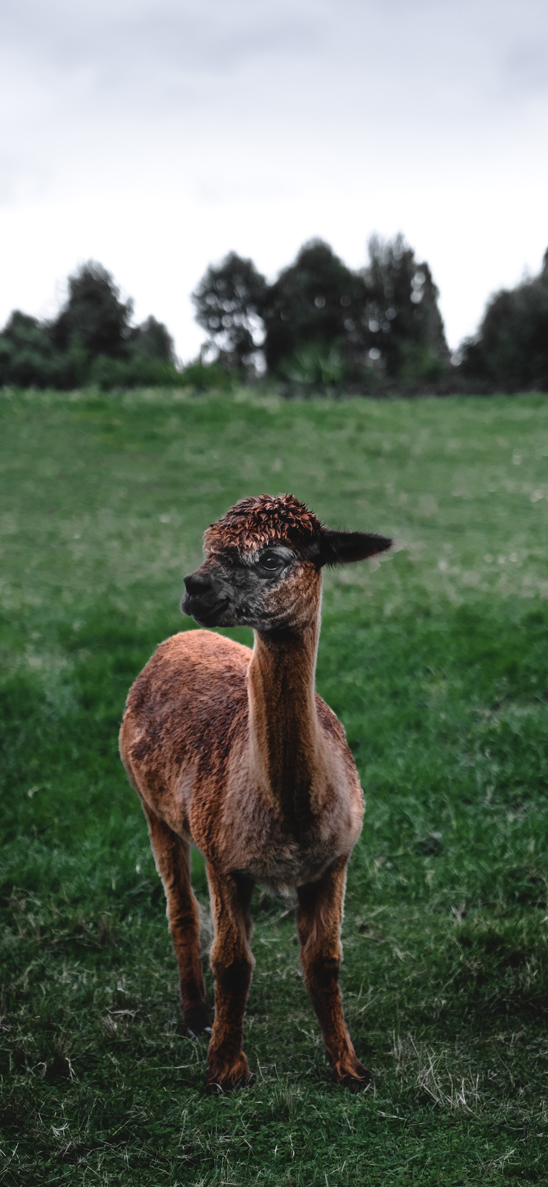 [2436×1125]草泥马 羊驼 草地 草原 苹果手机壁纸图片