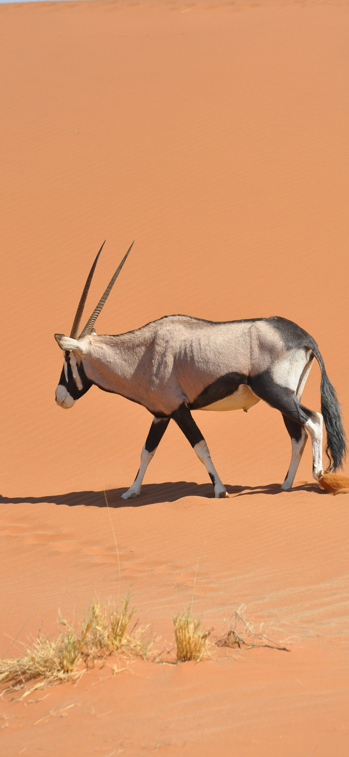 [2436×1125]荒漠 羚羊 羊角 纹理 苹果手机壁纸图片