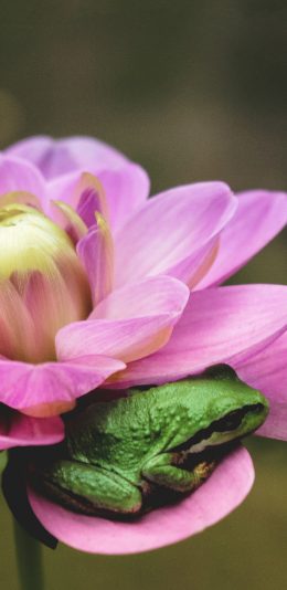 [2436x1125]荷花 粉色 盛开 青蛙 苹果手机壁纸图片