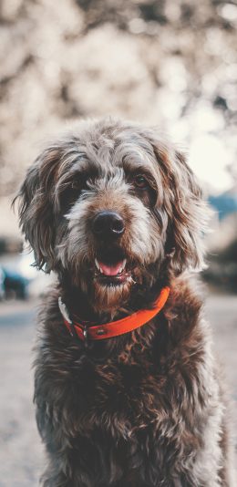 [2436x1125]萌宠 动物 狗 长毛 项圈 苹果手机壁纸图片