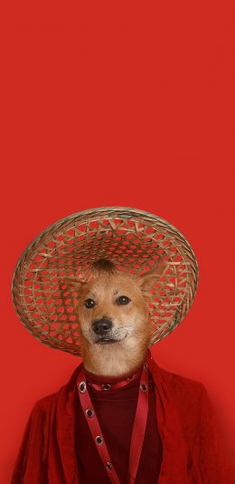 [2436x1125]萌宠 宠物狗 柴犬 写真 衣服 创意 苹果手机壁纸图片