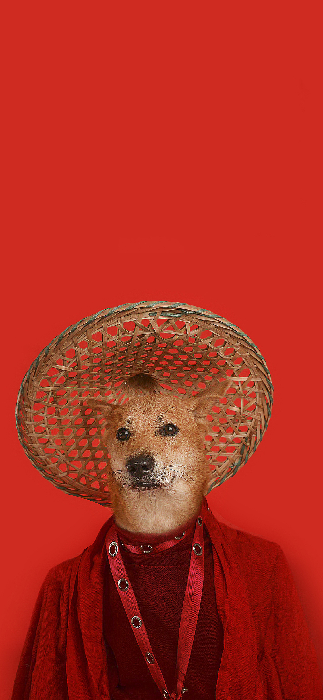 [2436×1125]萌宠 宠物狗 柴犬 写真 衣服 创意 苹果手机壁纸图片