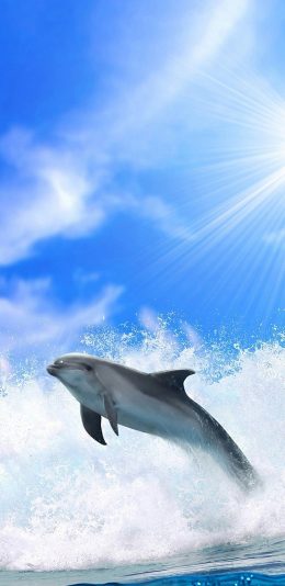 [2436x1125]萌宠 海豚 大海 蓝色 苹果手机壁纸图片