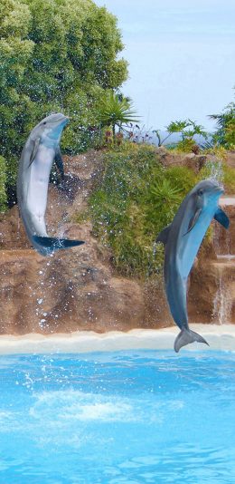 [2436x1125]萌宠 海豚 绿色 苹果手机壁纸图片