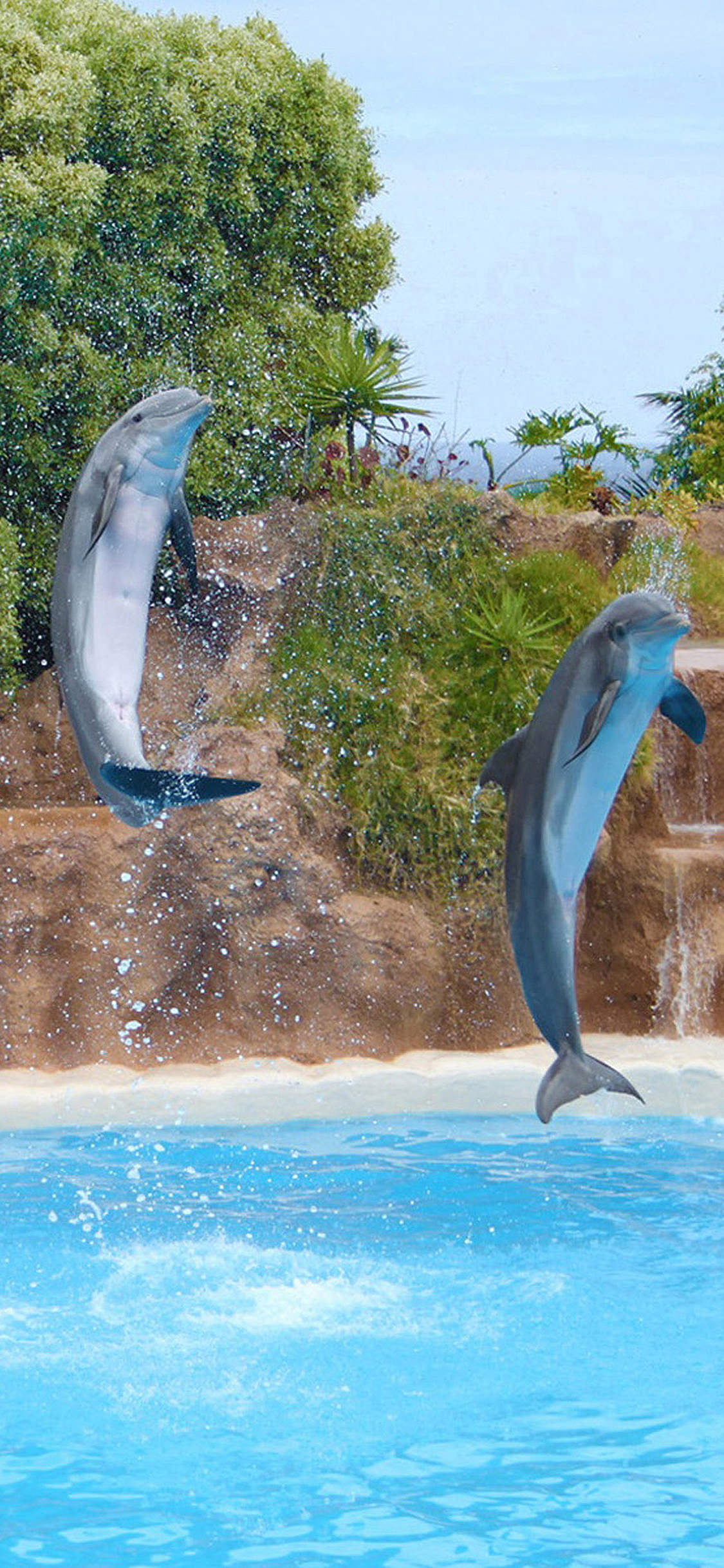 [2436×1125]萌宠 海豚 绿色 苹果手机壁纸图片