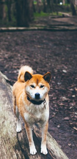 [2436x1125]萌宠 狗 田园犬 动物 户外 苹果手机壁纸图片