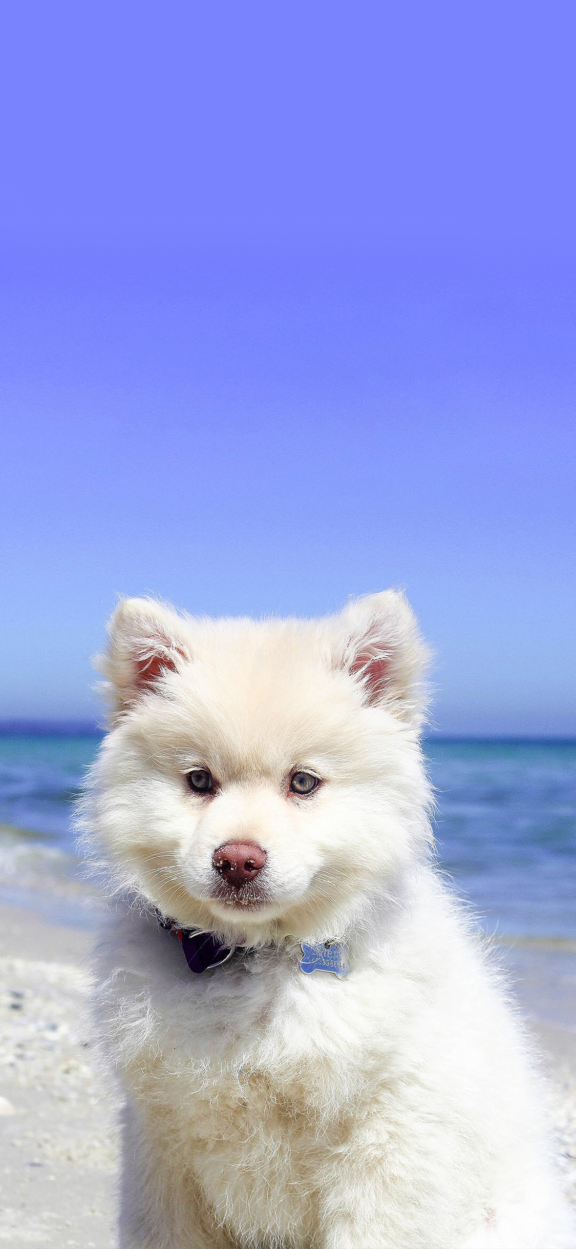 [2436×1125]萨摩 宠物 室外 海边 苹果手机壁纸图片