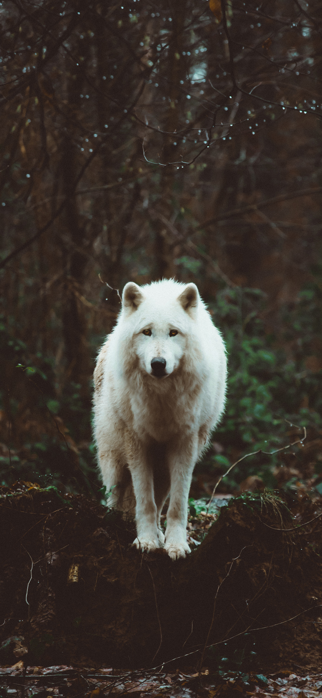 [2436×1125]萨摩 宠物 犬类 丧犬 野外 苹果手机壁纸图片
