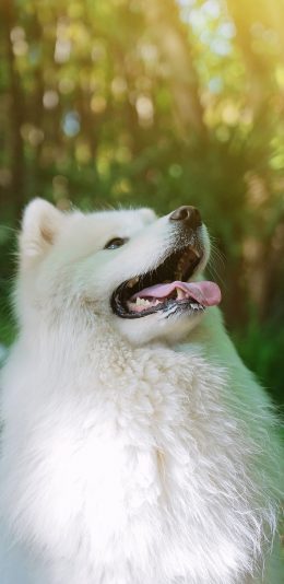 [2436x1125]萨摩 宠物 狗 白 皮毛 苹果手机壁纸图片