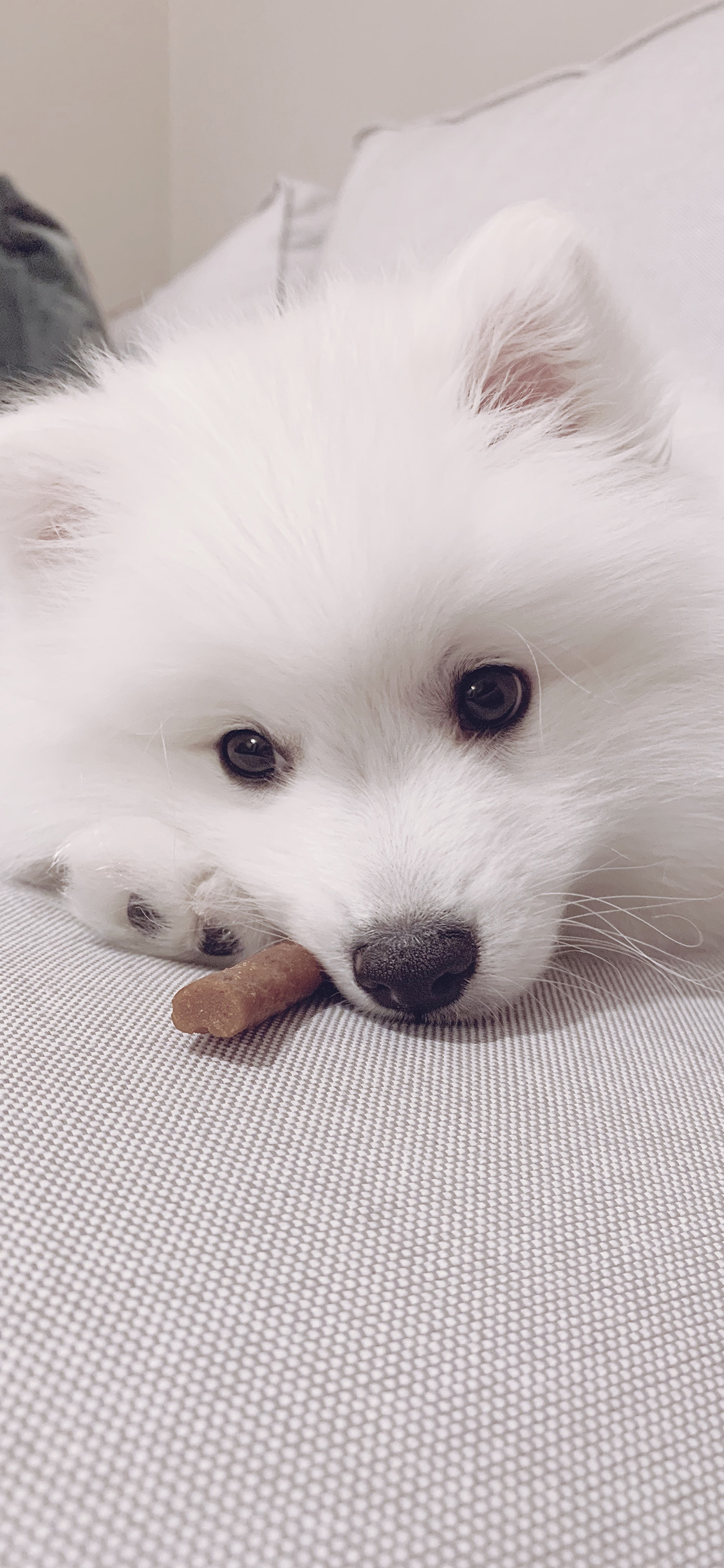 [2436×1125]萨摩 宠物 狗 白毛 苹果手机壁纸图片