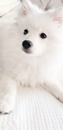 [2436x1125]萨摩 床 狗 宠物 苹果手机壁纸图片