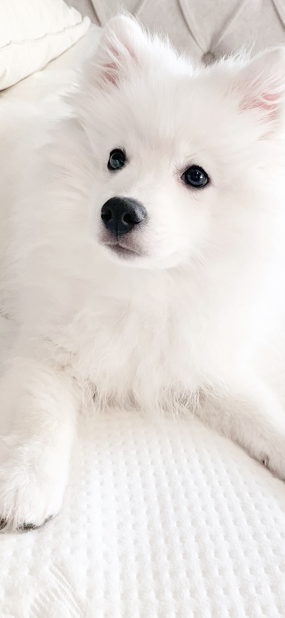 [2436×1125]萨摩 床 狗 宠物 苹果手机壁纸图片