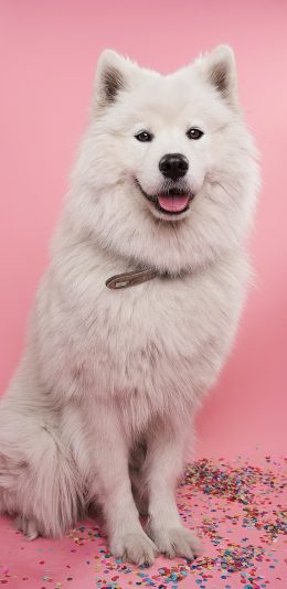 [2436x1125]萨摩 狗 宠物 项圈 苹果手机壁纸图片