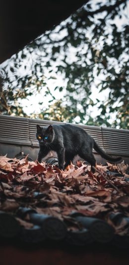 [2436x1125]落叶 猫咪 黑猫 喵星人 苹果手机壁纸图片