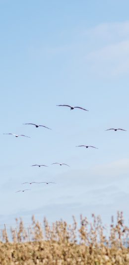 [2436x1125]蓝天 大雁 候鸟 飞行 苹果手机壁纸图片