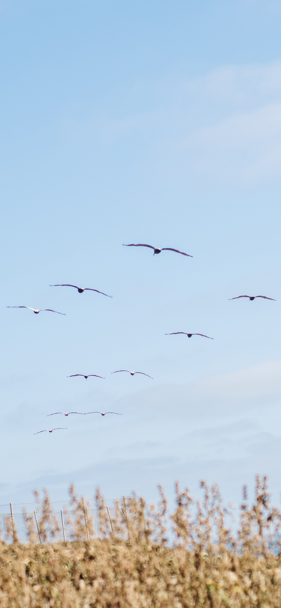 [2436×1125]蓝天 大雁 候鸟 飞行 苹果手机壁纸图片