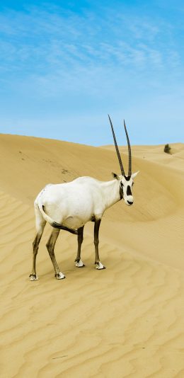 [2436x1125]蓝天 沙漠 羚羊 羊角 苹果手机壁纸图片