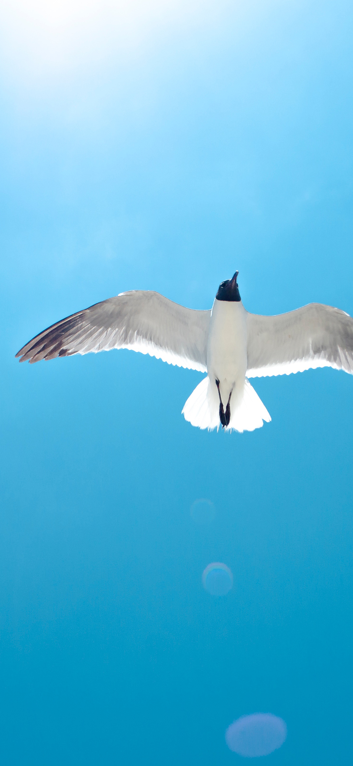 [2436×1125]蓝天 蔚蓝 飞鸟 展翅高飞 苹果手机壁纸图片