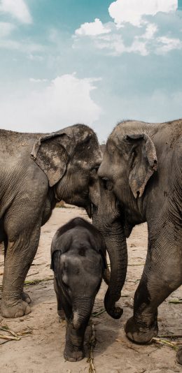 [2436x1125]蓝天白云 大象 幼崽 情感 苹果手机壁纸图片