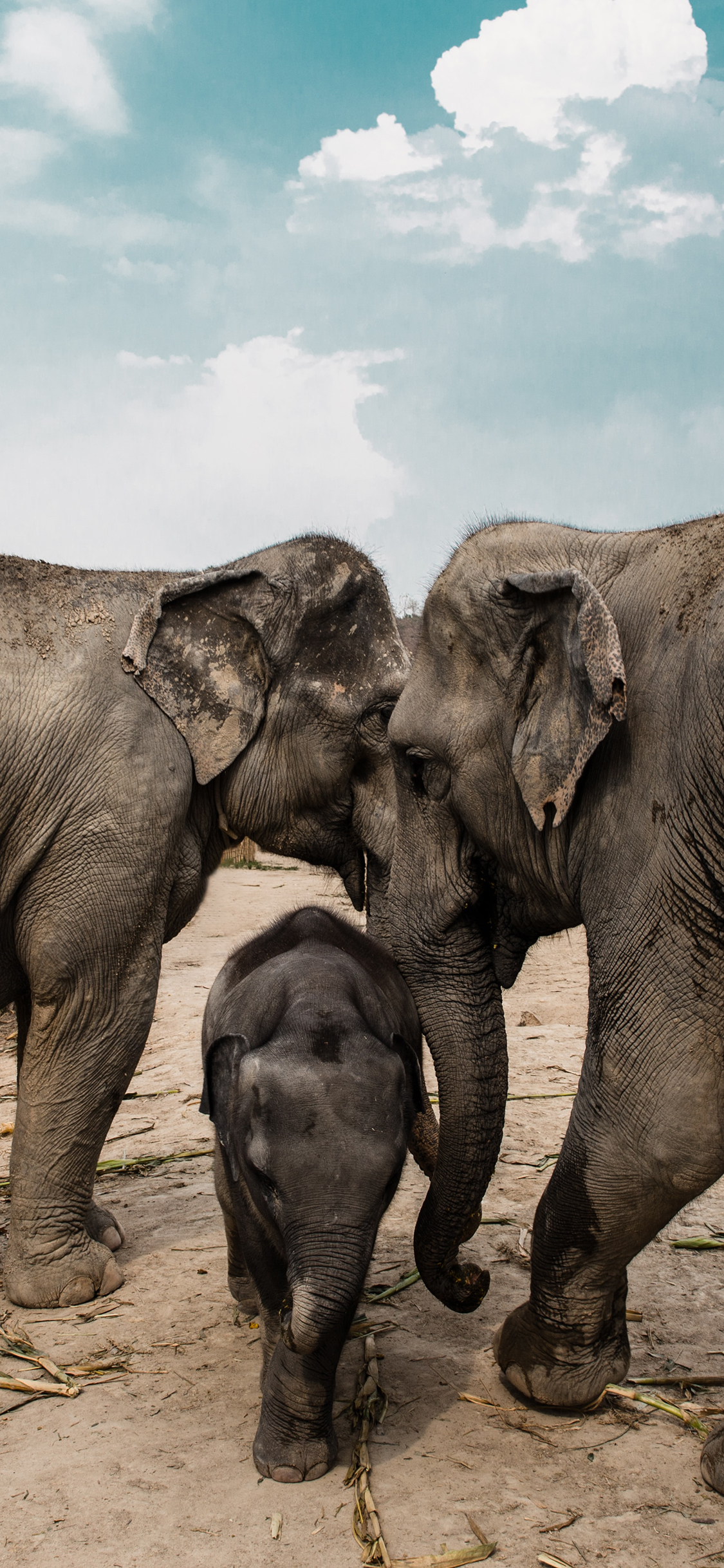 [2436×1125]蓝天白云 大象 幼崽 情感 苹果手机壁纸图片