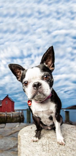 [2436x1125]蓝天白云 宠物狗 法斗犬 可爱 苹果手机壁纸图片