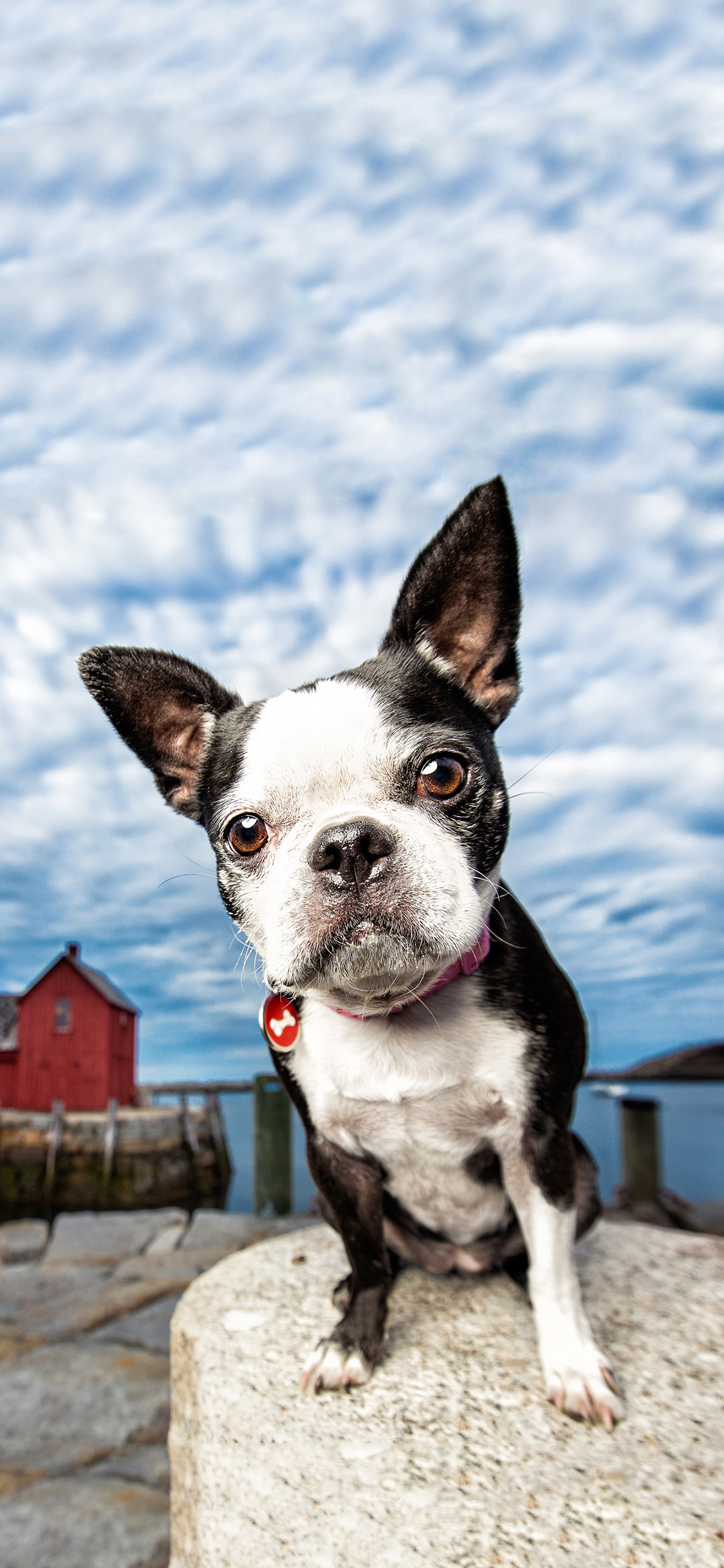 [2436×1125]蓝天白云 宠物狗 法斗犬 可爱 苹果手机壁纸图片