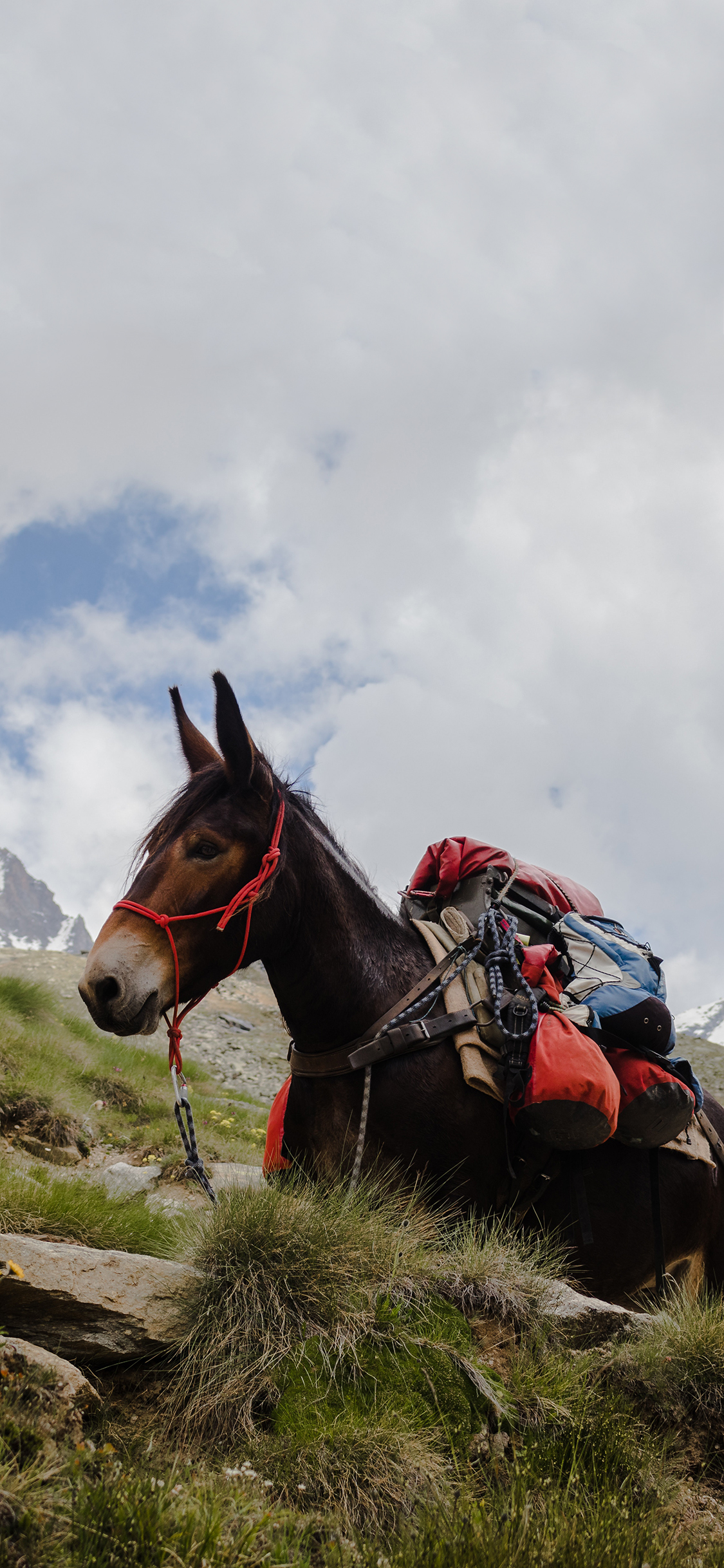 [2436×1125]蓝天白云 山川 骡子 运输 苹果手机壁纸图片