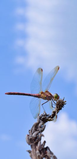 [2436x1125]蓝天白云 昆虫 蜻蜓 停留 苹果手机壁纸图片