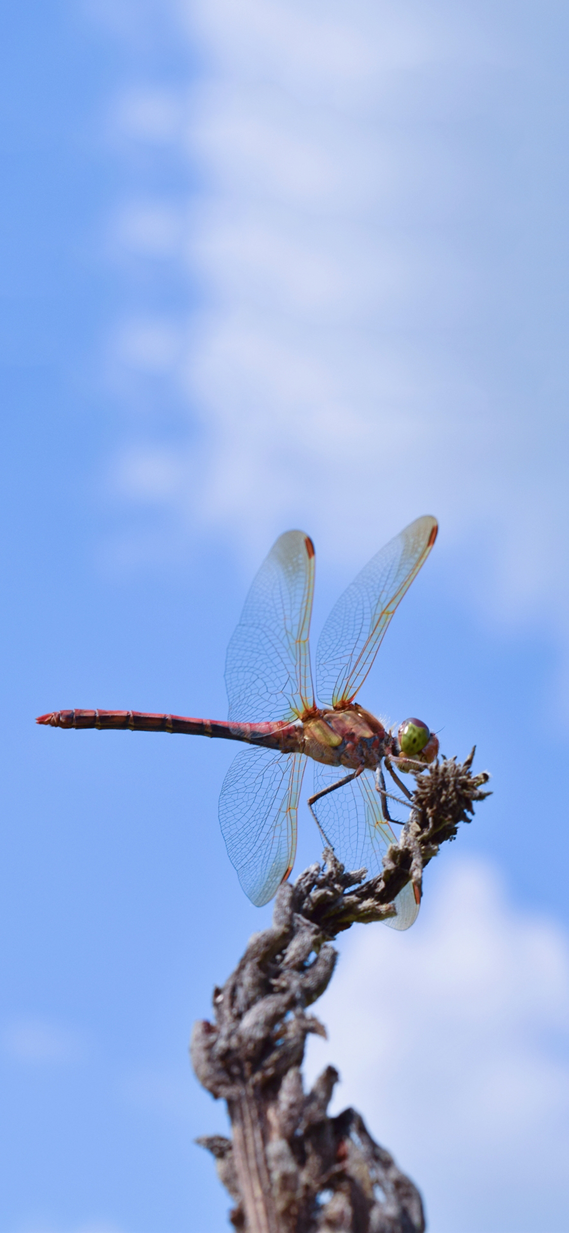 [2436×1125]蓝天白云 昆虫 蜻蜓 停留 苹果手机壁纸图片