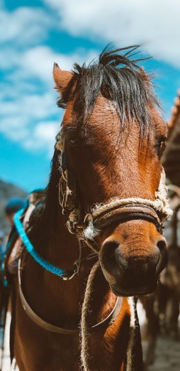 [2436x1125]蓝天白云 棕马 马匹 刘海 苹果手机壁纸图片