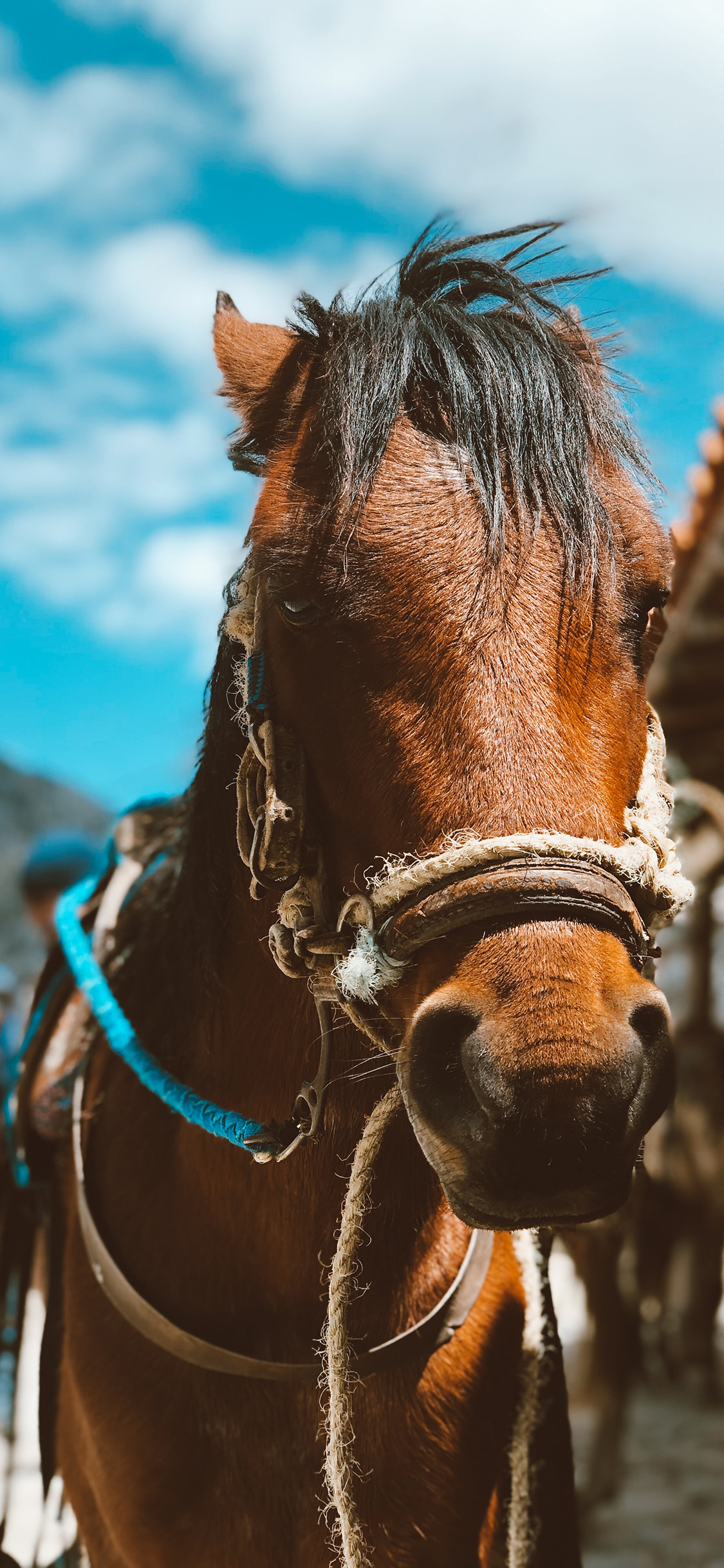 [2436×1125]蓝天白云 棕马 马匹 刘海 苹果手机壁纸图片