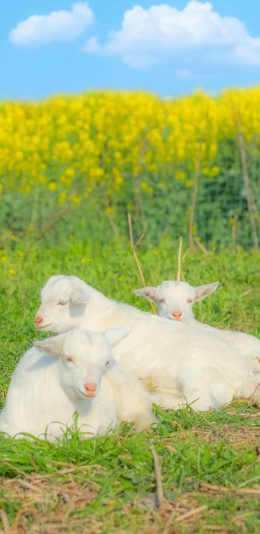 [2436x1125]蓝天白云 油菜花田 羊羔 可爱 苹果手机壁纸图片
