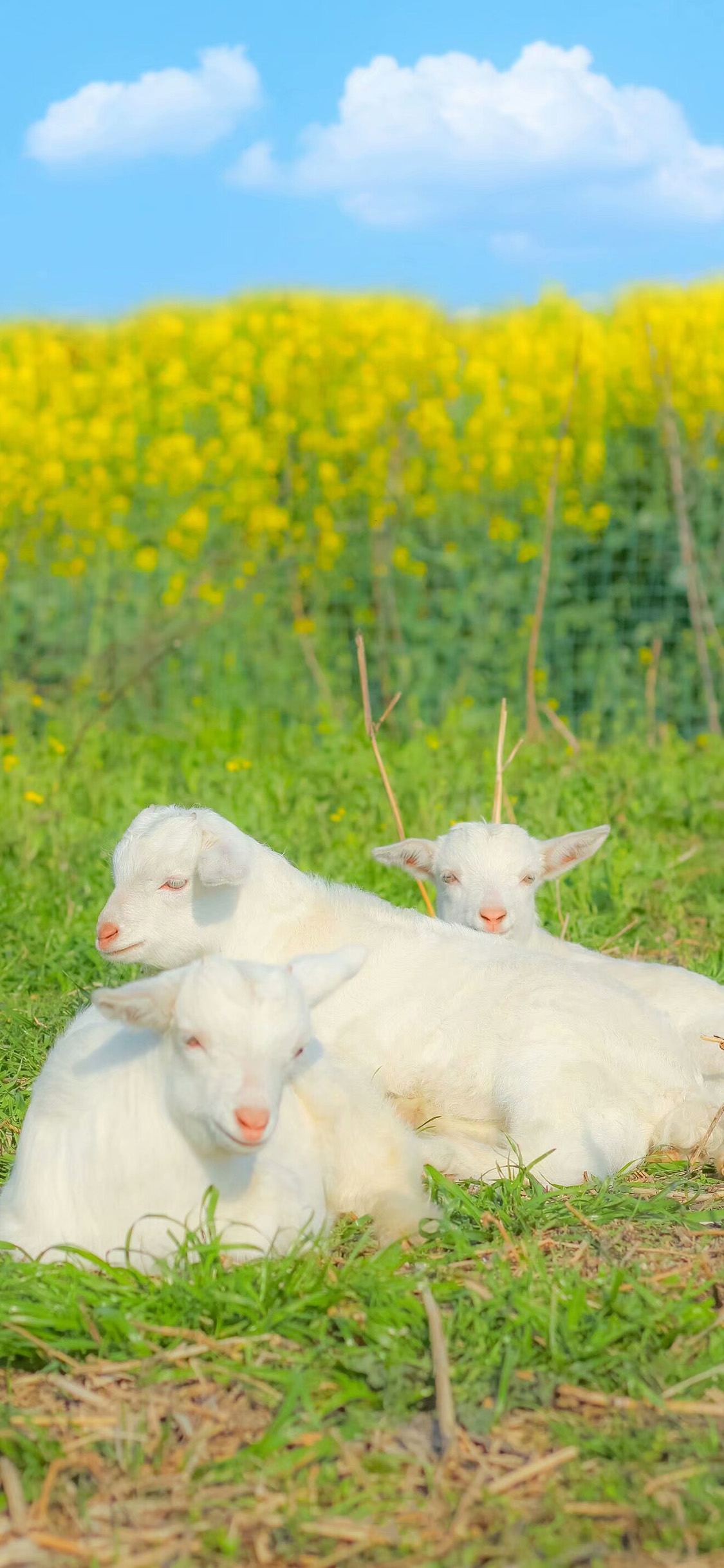[2436×1125]蓝天白云 油菜花田 羊羔 可爱 苹果手机壁纸图片