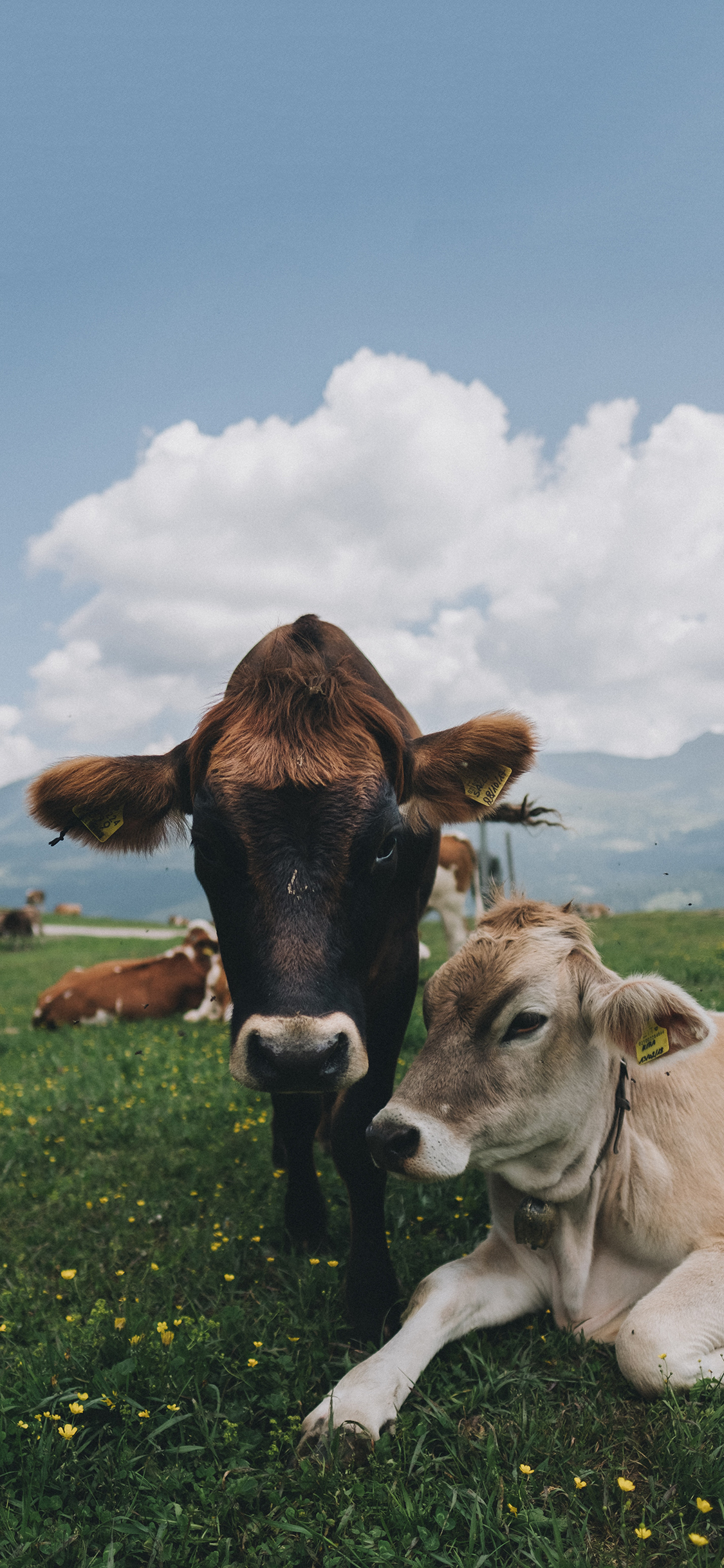 [2436×1125]蓝天白云 草地 家禽 牛 苹果手机壁纸图片
