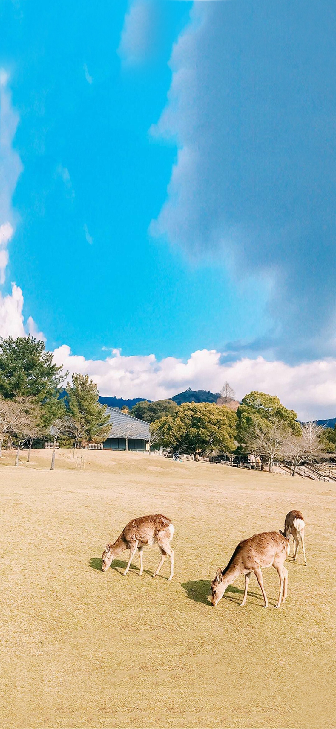 [2436×1125]蓝天白云 草地 小鹿 吃草 苹果手机壁纸图片