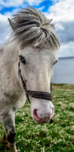 [2436x1125]蓝天白云 草地 白马 刘海 苹果手机壁纸图片