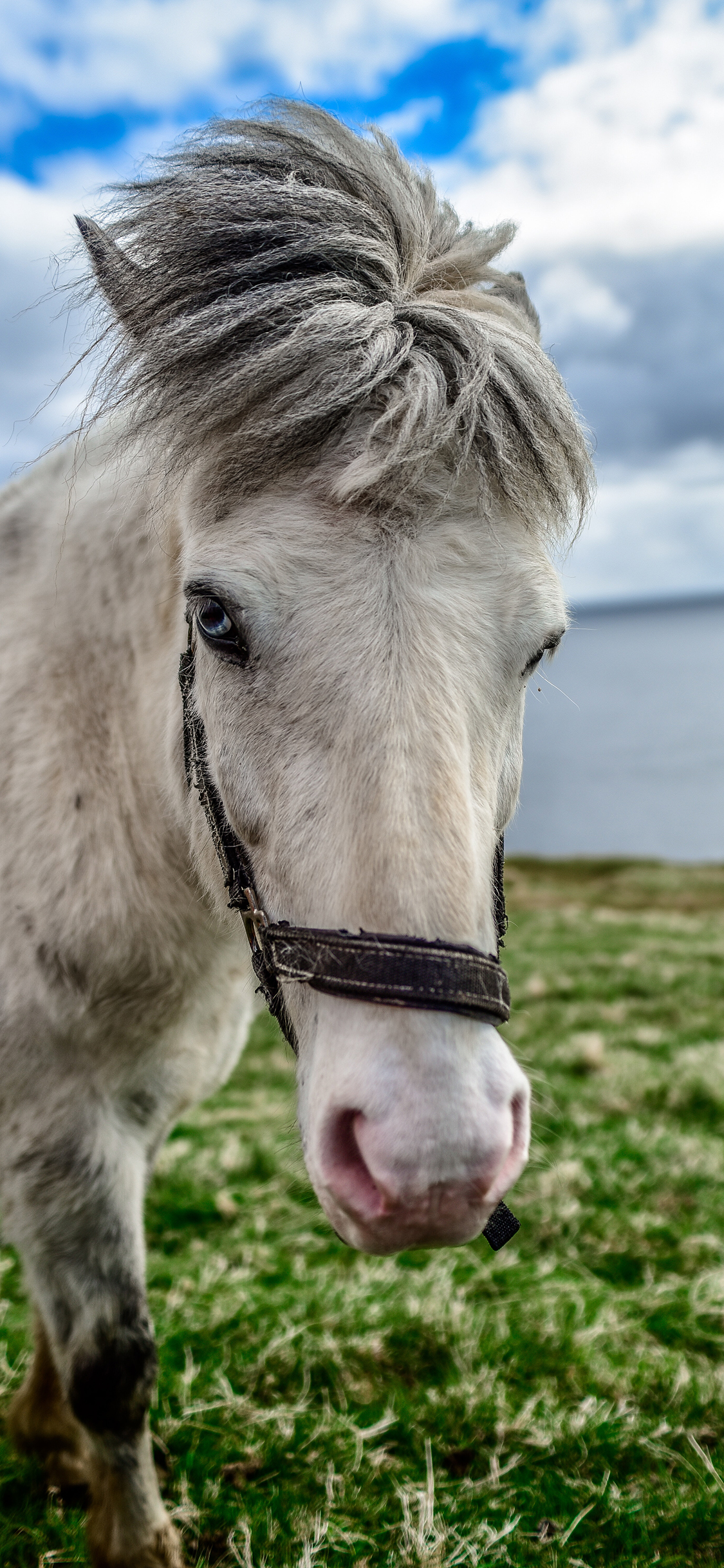 [2436×1125]蓝天白云 草地 白马 刘海 苹果手机壁纸图片