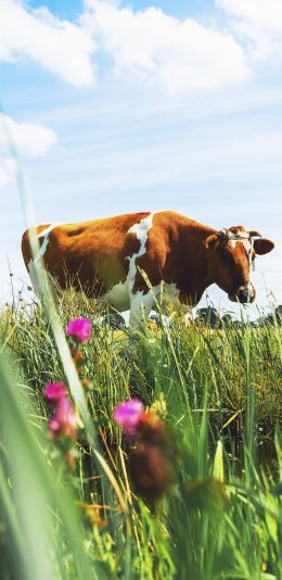 [2436x1125]蓝天白云 草地 鲜花 牛 苹果手机壁纸图片