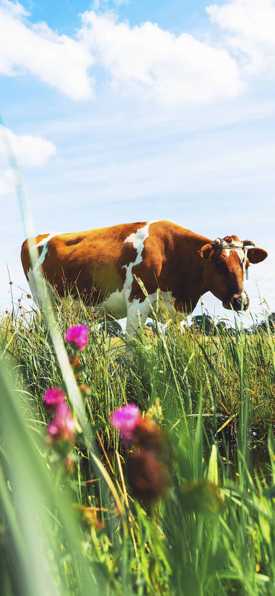 [2436×1125]蓝天白云 草地 鲜花 牛 苹果手机壁纸图片