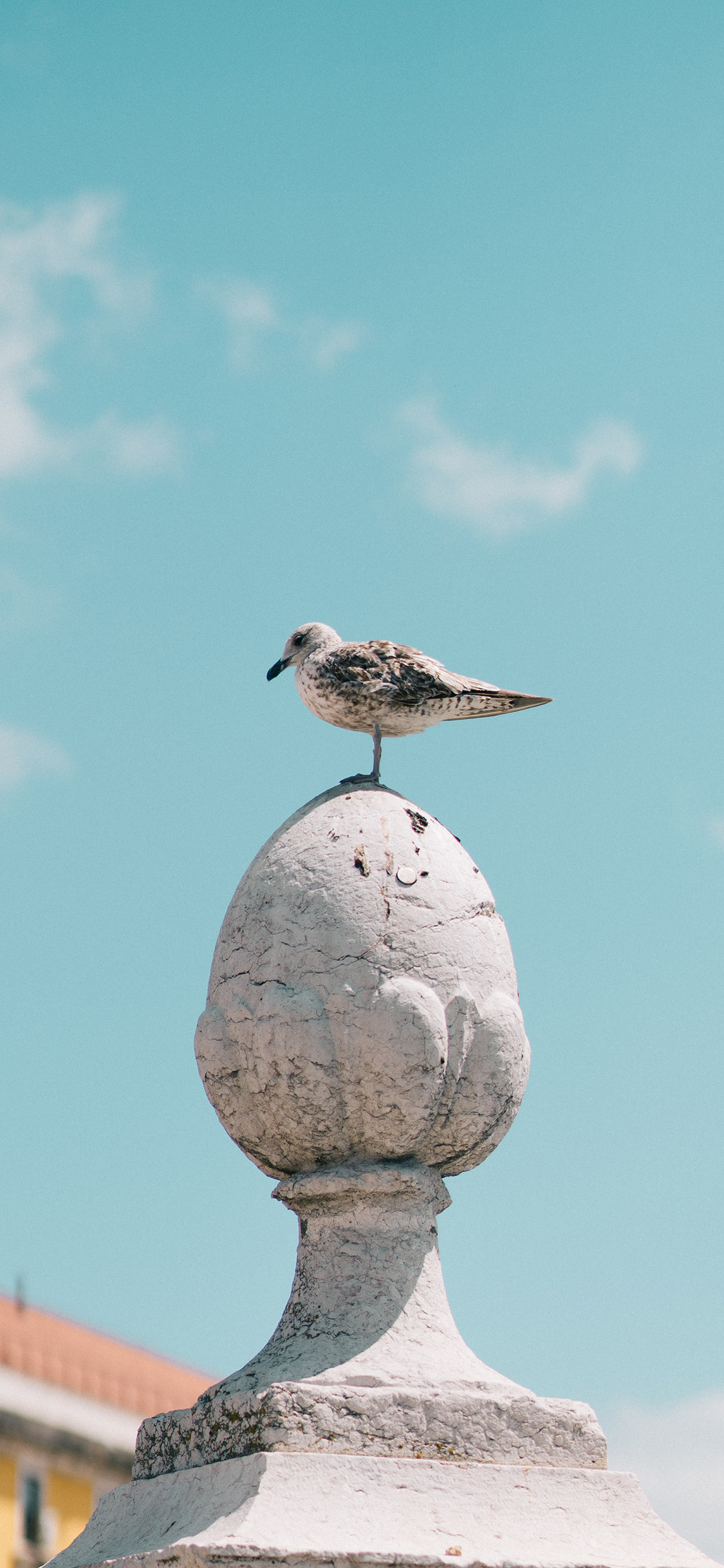 [2436×1125]蓝天白云 飞鸟 海鸥 栖息 苹果手机壁纸图片
