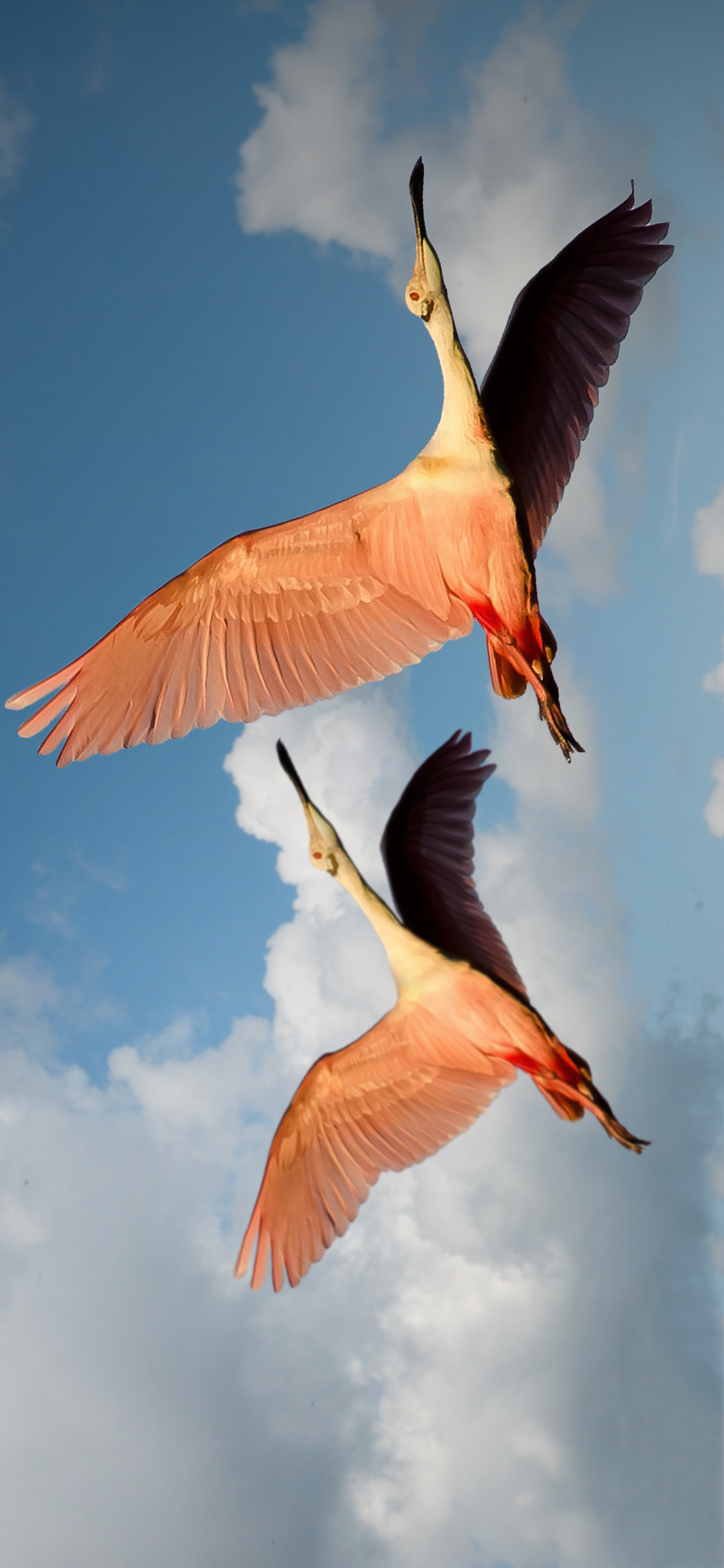 [2436×1125]蓝天白云 飞鸟 飞行 红色羽毛 苹果手机壁纸图片