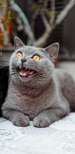 [2436x1125]蓝猫 可爱 宠物 猫咪 苹果手机壁纸图片