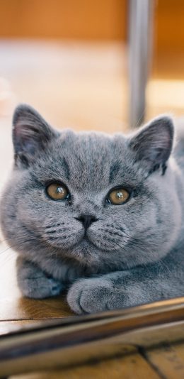 [2436x1125]蓝猫 宠物 猫咪 可爱 苹果手机壁纸图片