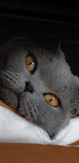 [2436x1125]蓝猫 宠物 猫咪 皮毛 苹果手机壁纸图片