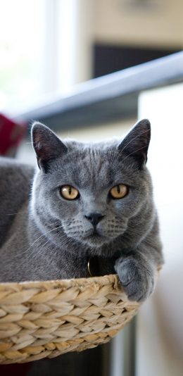 [2436x1125]蓝猫 宠物 饲养 猫咪 苹果手机壁纸图片