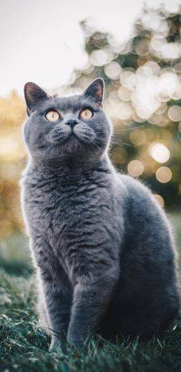 [2436x1125]蓝猫 猫咪 宠物 草地 苹果手机壁纸图片