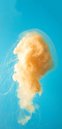 [2436x1125]蓝色背景 水母 黄色 海洋生物 苹果手机壁纸图片