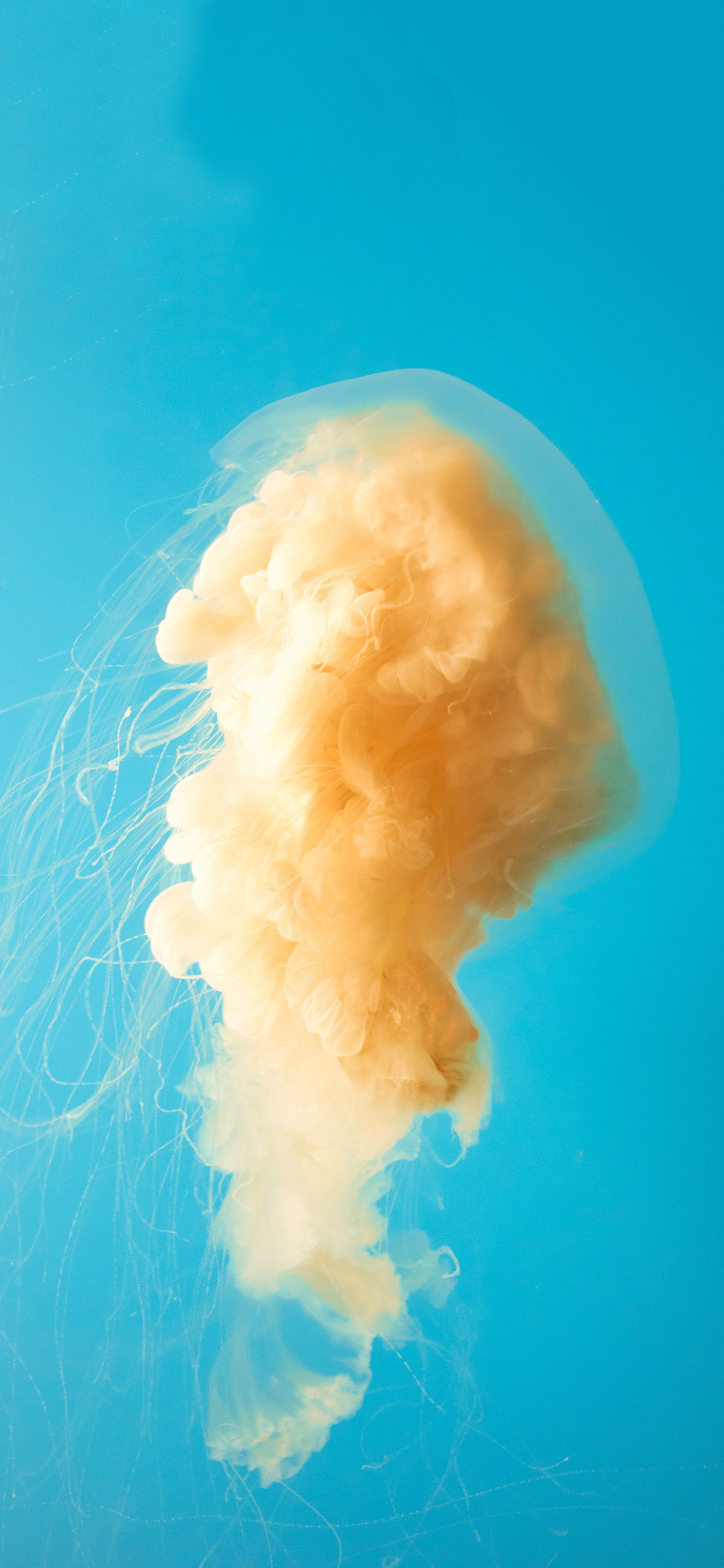 [2436×1125]蓝色背景 水母 黄色 海洋生物 苹果手机壁纸图片